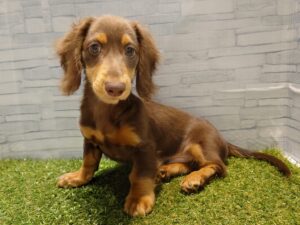 ミニチュアダックスフンド￥251,900(税込)→3/23迄￥207,900（税込）