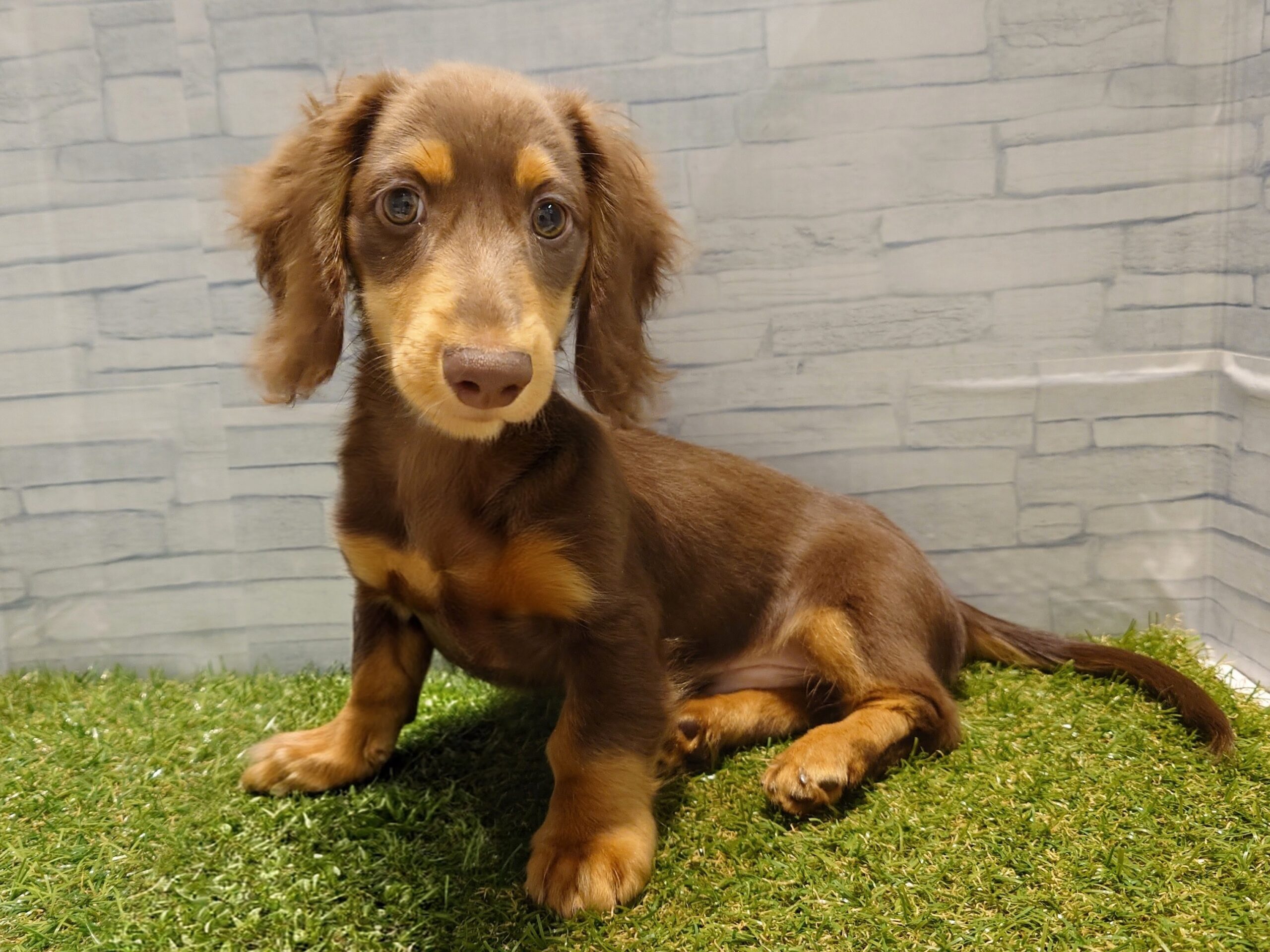 ミニチュアダックスフンド