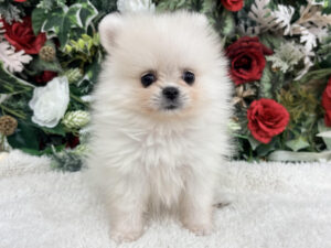 ②ポメラニアン￥537,900(税込)→12/12～12/30まで￥504,900(税込)