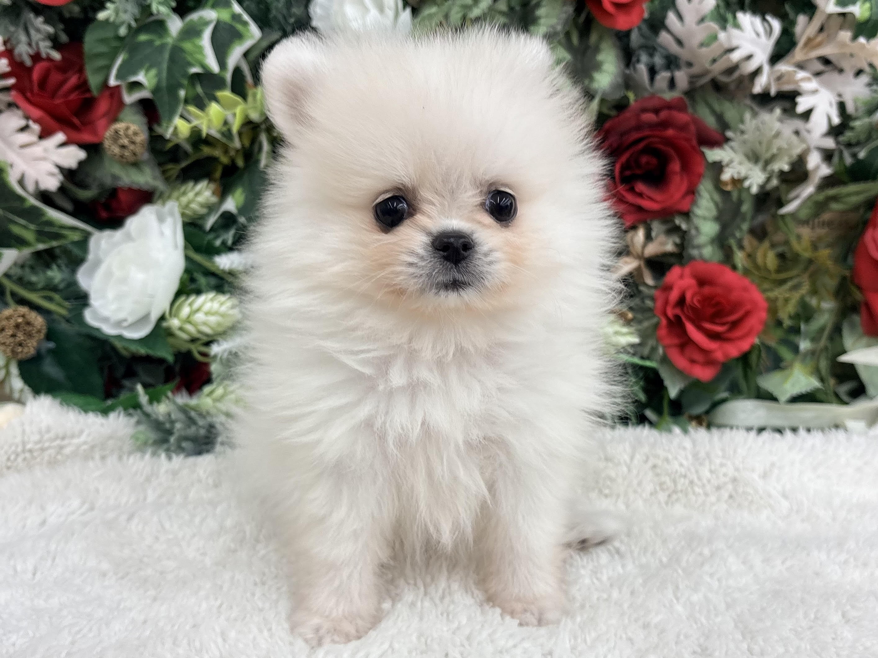 ②ポメラニアン