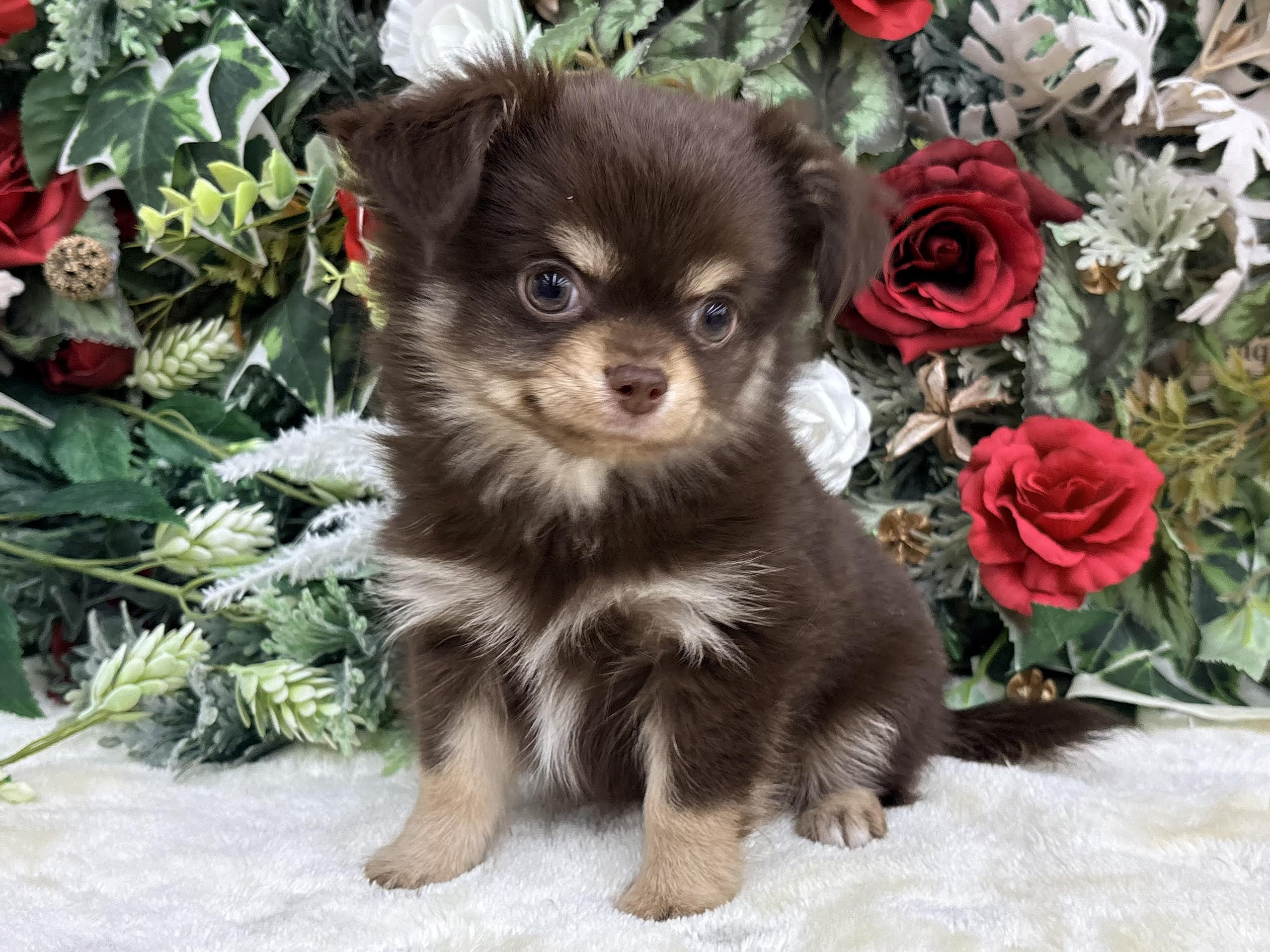 ②チワワ(ロング)