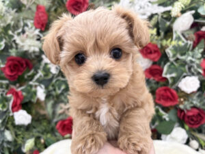 ⑧トイプードルalt=