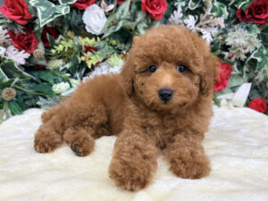 トイプードル￥207,900(税込)→12/12～12/30まで￥174,900(税込)