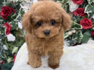 ⑧トイプードルalt=