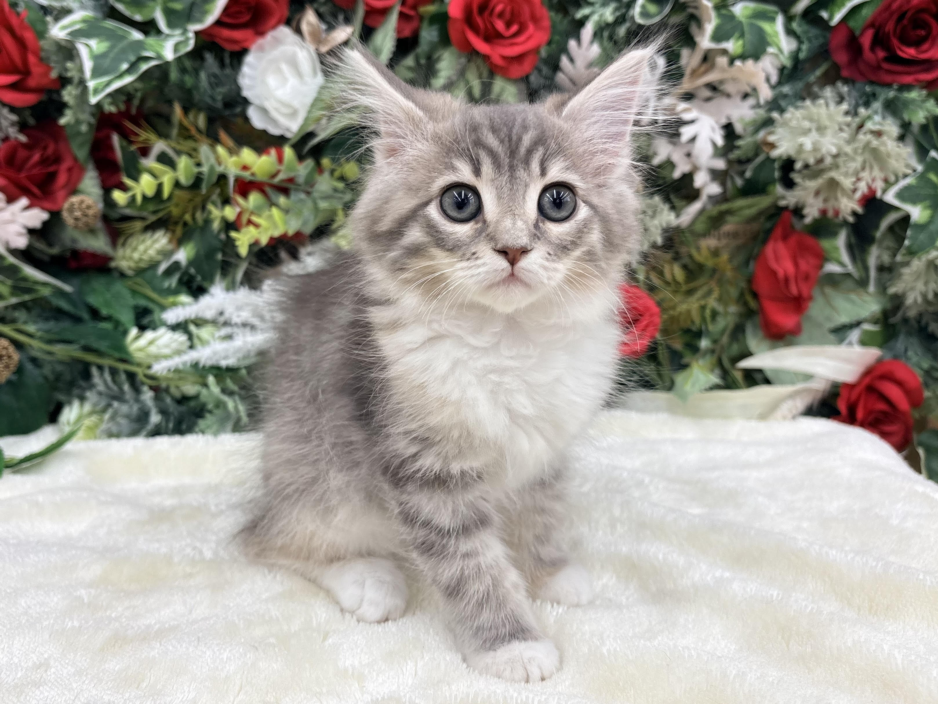 ⑥ノルウェージャンフォレストキャット