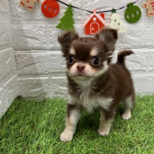 チワワ(ロング)￥504,900(税込)→12/30まで￥471,900(税込)