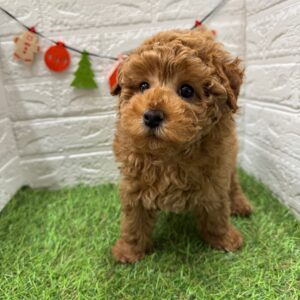 トイプードル￥240,900(税込)→12/30まで￥207,900(税込)