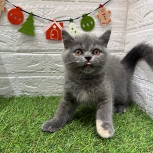 ブリティッシュショートヘア￥317,900(税込)→12/30まで￥284,900(税込)