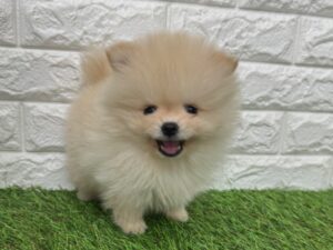 ポメラニアン￥328,900(税込)→12/30(火)まで￥295,900(税込)