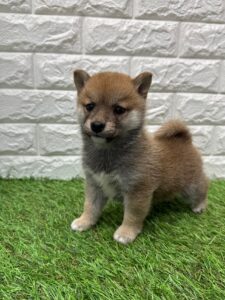 豆柴￥328,900(税込)→12/30(火)まで￥295,900(税込)