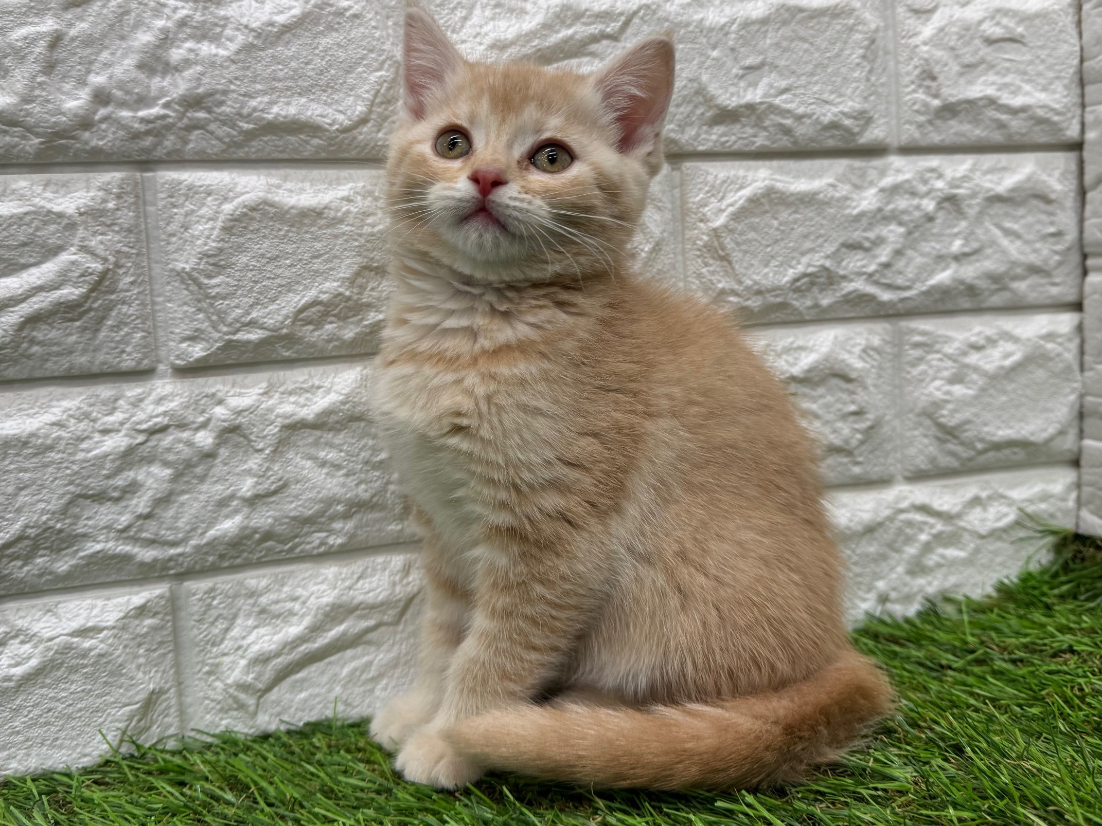 スコティッシュフォールド(立耳)