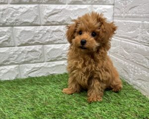 トイプードル￥273,900(税込)→1/12(月)まで￥240,900(税込)