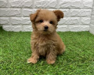 Mix(父マルチーズ×母トイプードル)￥251,900(税込)→1/12(月)まで￥218,900(税込)