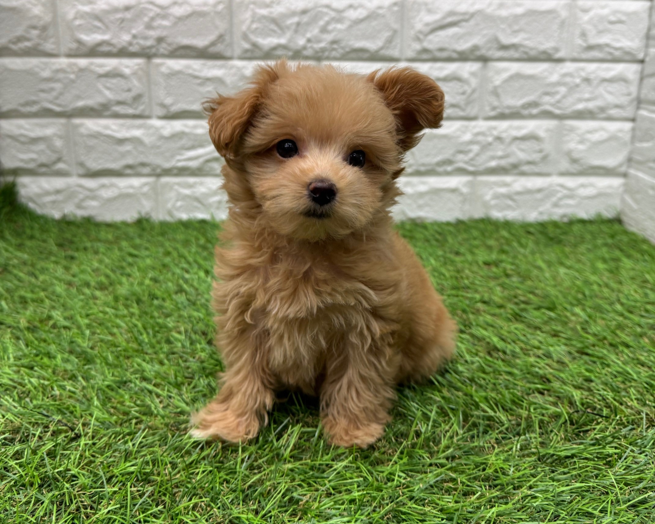 Mix(父マルチーズ×母トイプードル)