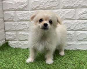 MIX(父チワワ(ロング)×母マルチーズ)￥229,900(税込)→1/12(月)まで￥196,900(税込)