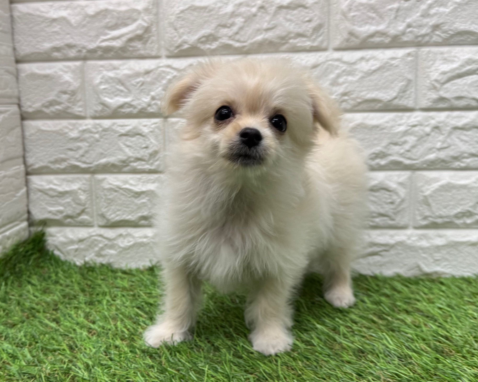 MIX(父チワワ(ロング)×母マルチーズ)