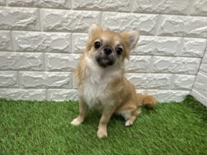 チワワ(ロング)　￥152,900(税込)→3/1（日）まで￥119,900(税込)