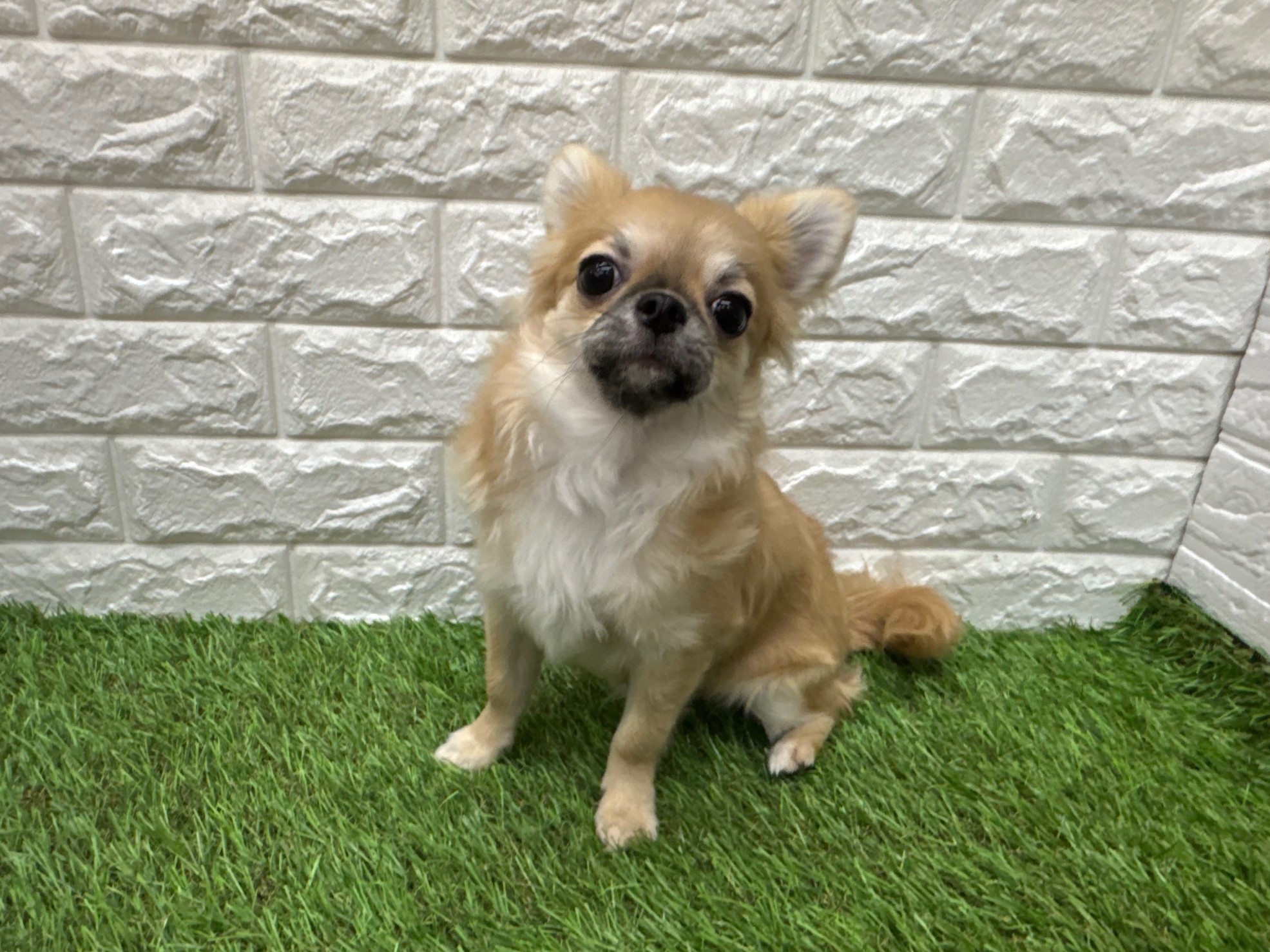 チワワ(ロング)