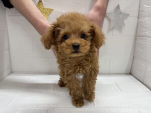 ④トイプードル￥350,900(税込)→12/30まで￥317,900(税込)