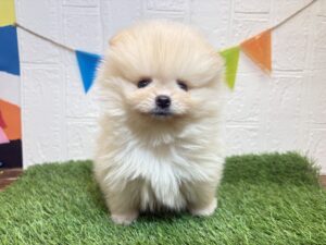 ③ポメラニアン￥328,900(税込)→12/22まで￥295,900(税込)