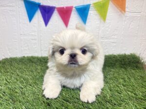 ④ペキニーズ￥295,900(税込)→12/22まで￥262,900(税込)