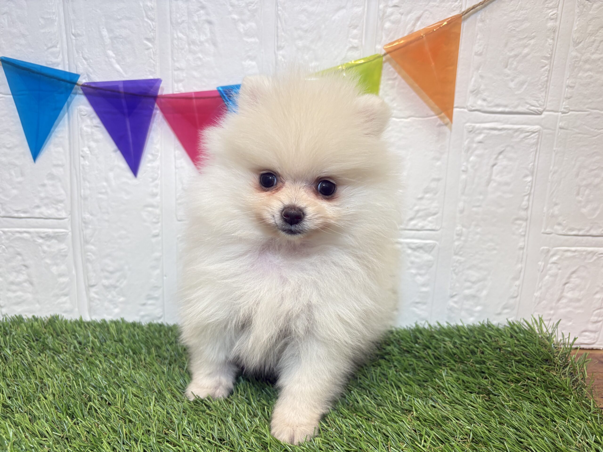 ⑥ポメラニアン