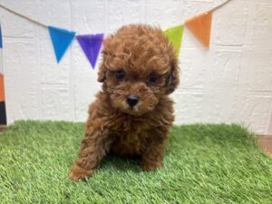 ⑦トイプードル￥504,900(税込)→12/22まで￥471,900(税込)