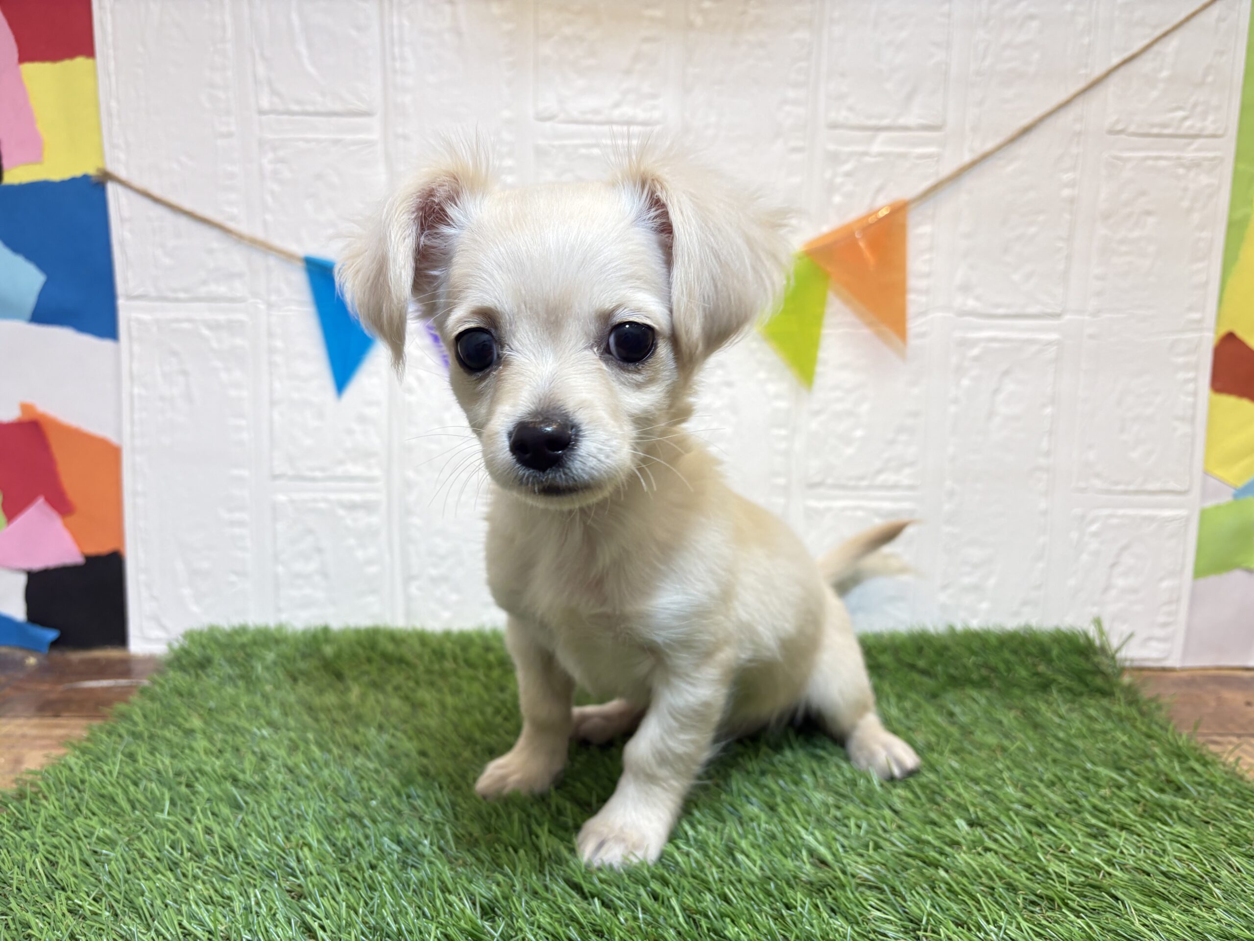 ①Mix(父チワワ(ロング)×母ミニチュアダックス(ロング))