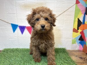 トイプードル￥185,900(税込)→￥152,900(税込