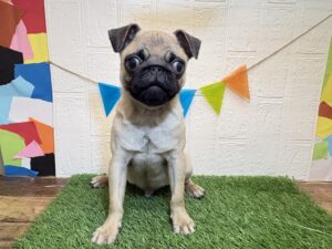 ⑬パグ￥350,900(税込)→￥317,900(税込)