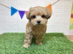 ⑨Mix(父マルチーズ×母トイプードル)￥251,900(税込)→12/22まで￥218,900(税込)