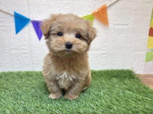 ⑩Mix(父マルチーズ×母トイプードル)￥218,900(税込)→12/22まで￥185,900(税込)