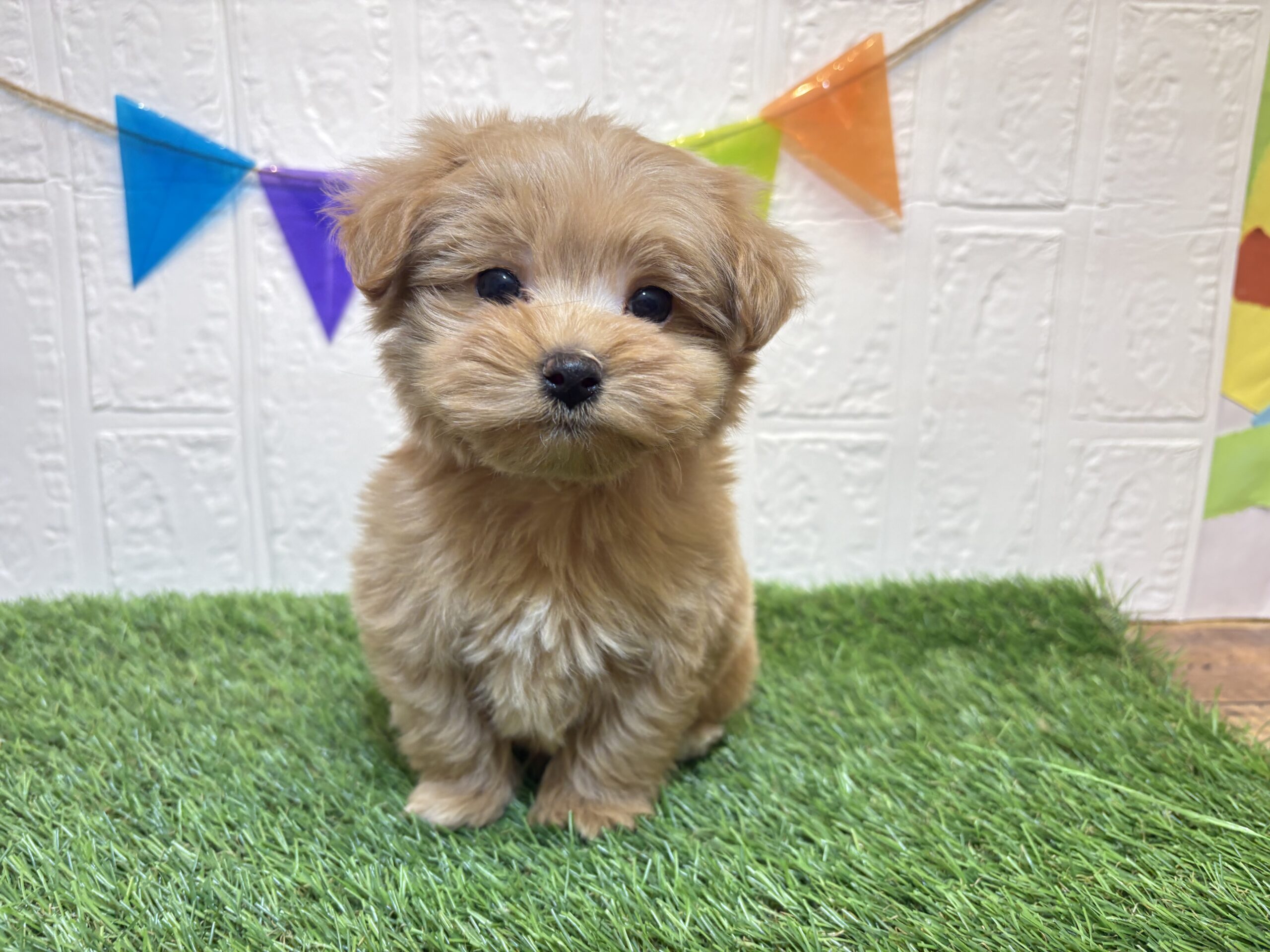 ⑩Mix(父マルチーズ×母トイプードル)