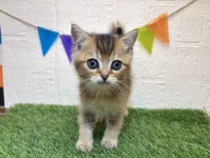 ⑤ブリティッシュショートヘアー￥350,900(税込)→￥317,900(税込)