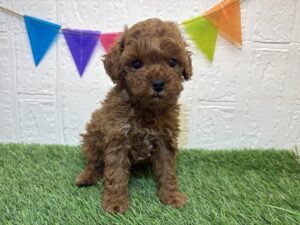 ⑥トイプードル￥284,900(税込)→￥251,900(税込)