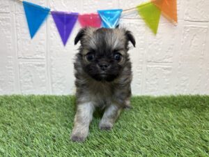 ⑦チワワ(ロング)￥240,900(税込)→￥207,900(税込)