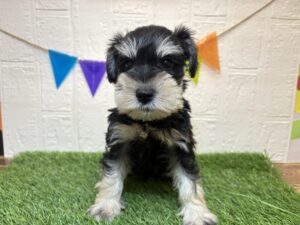 ⑨ミニチュアシュナウザー￥229,900(税込)→￥196,900(税込)