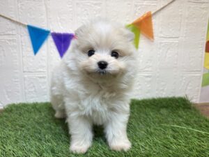 ⑩Mix(父ポメラニアン×母トイプードル)￥317,900(税込)→￥284,900(税込)