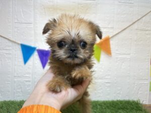 ⑬ブリュッセルグリフォン￥438,900(税込)→￥405,900(税込)