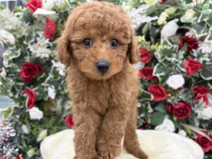 ⑧トイプードルalt=