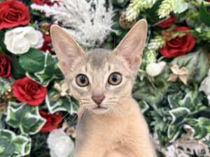 ⑯アビシニアン￥251,900(税込)→12/12～12/30まで￥218,900(税込)