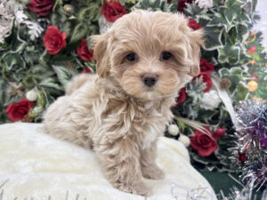 ⑧トイプードルalt=