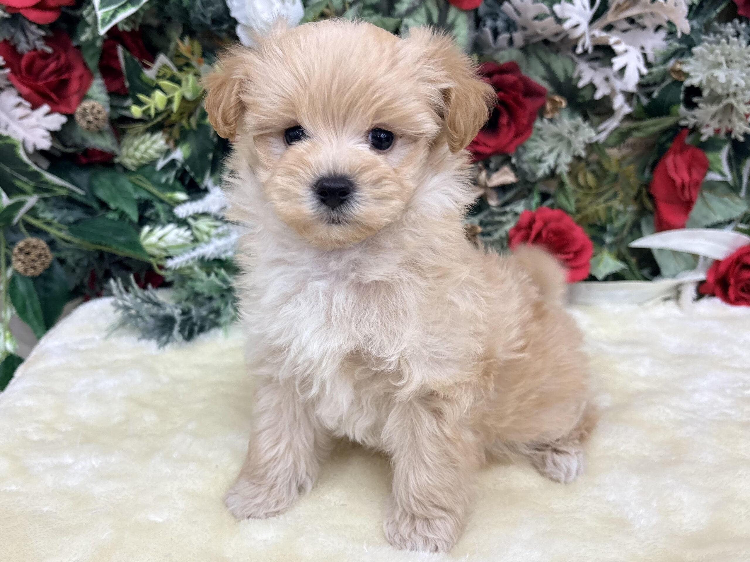 ⑧Mix(父マルチーズ×母トイプードル)