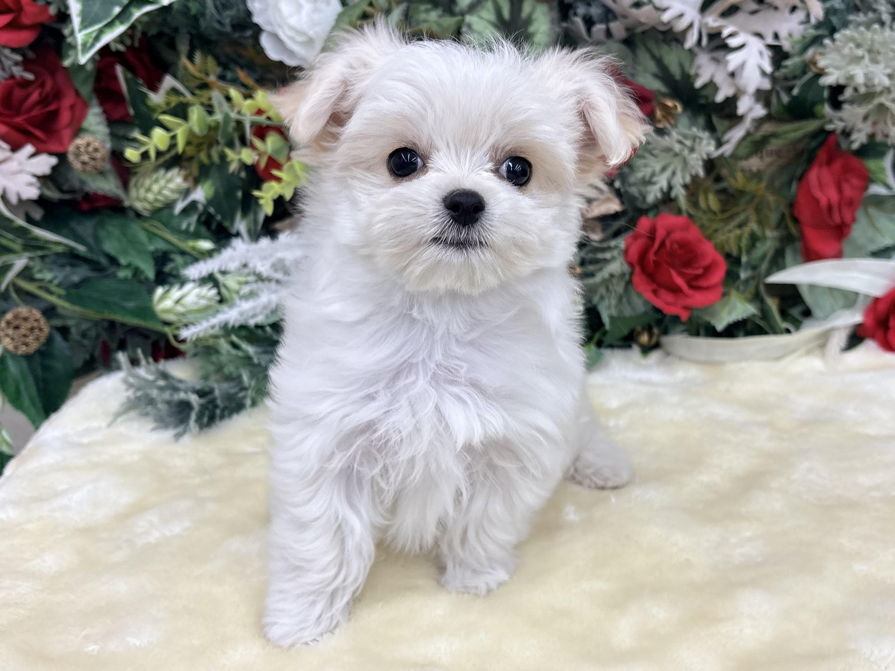 ⑪MIX(父チワワ(ロング)×母マルチーズ)