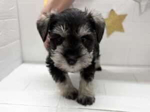 ③ミニチュアシュナウザー￥262,900(税込)