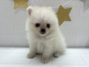 ②ポメラニアン￥570,900(税込)→12/30まで￥537,900(税込)