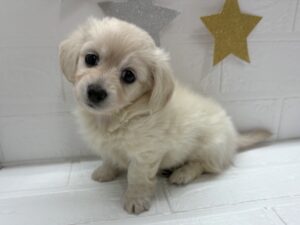 ⑤MIX(父ミニチュアダックス(ロング)×母チワワ(ロング))alt=