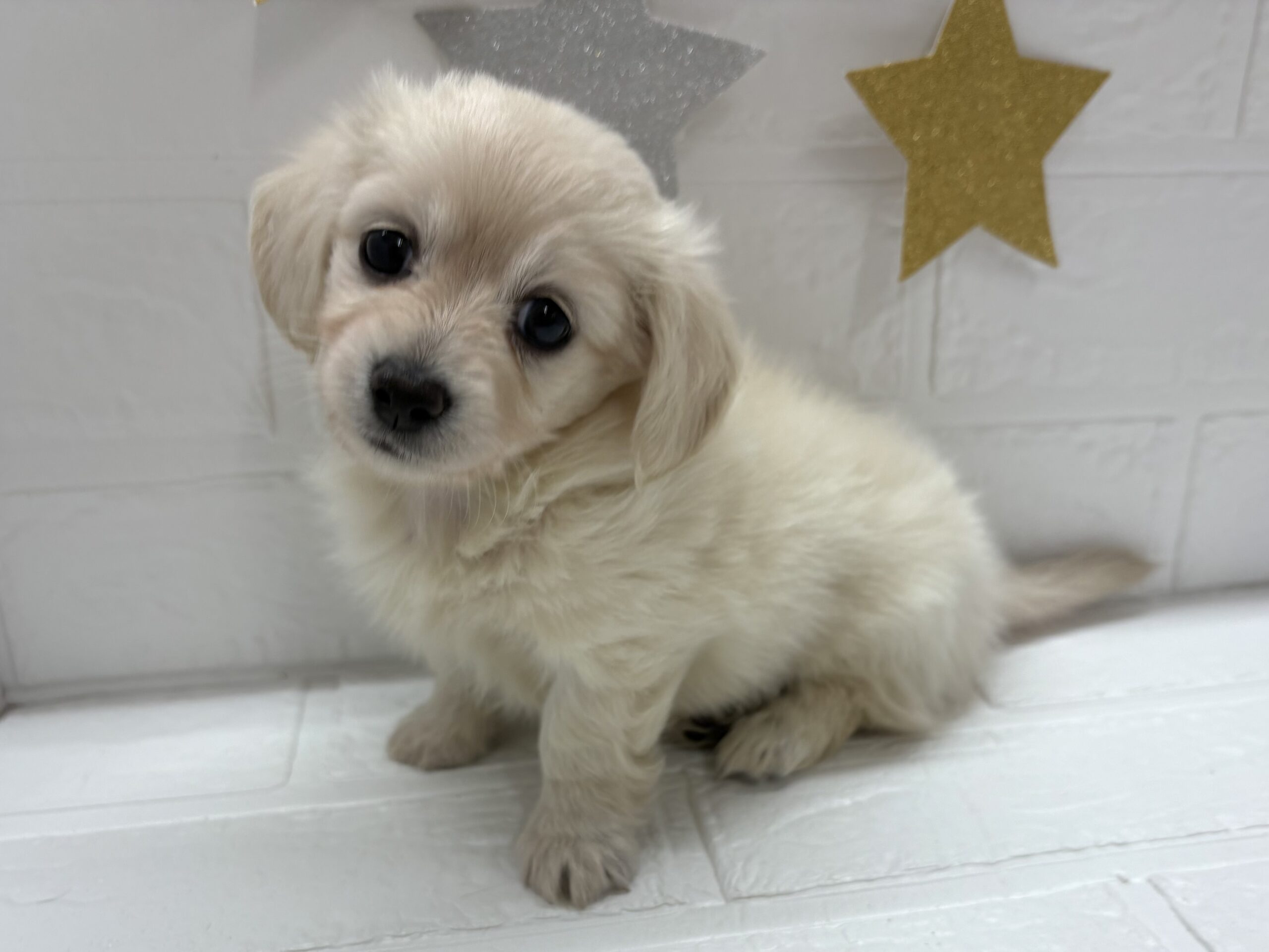 ⑤MIX(父ミニチュアダックス(ロング)×母チワワ(ロング))