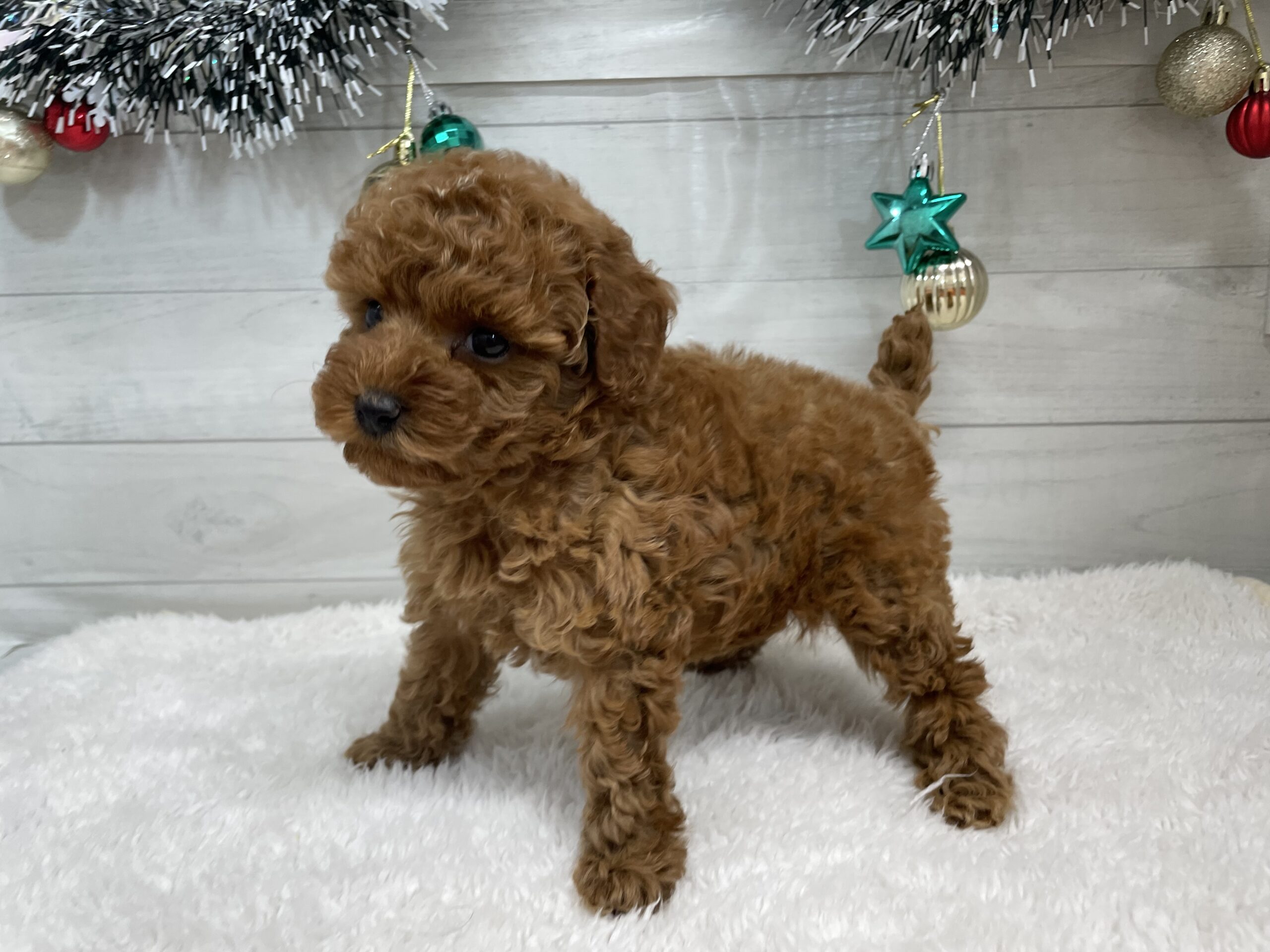 ①トイプードル