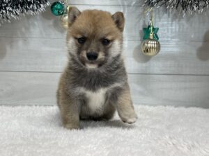 ⑪豆柴￥339,900(税込)→12/30まで￥306,900(税込)